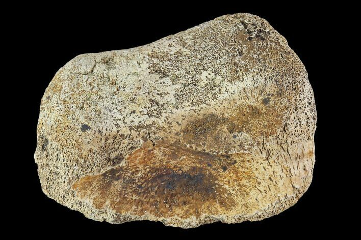 Hadrosaur Toe Bone - Alberta (Disposition #-) #95134